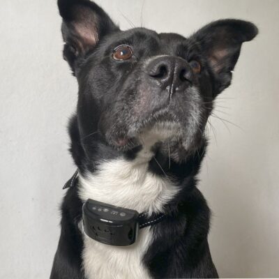 COLLAR ENTRENADOR PARA PERROS ANTI LADRIDO CON BATERIA /NEGRO